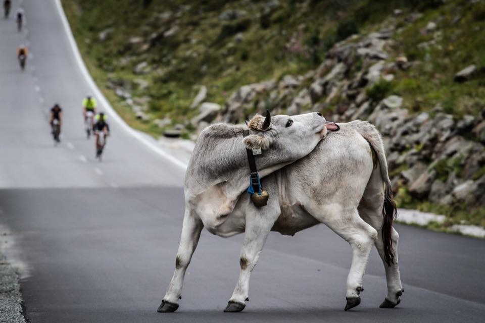Ötztaler-Radmarathon-Kuh